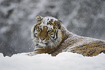 Siberian Tiger (Panthera tigris altaica) in snow fall, Siberian Tiger Park, Harbin, China