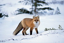 Red Fox (Vulpes vulpes) portrait in winter, North America