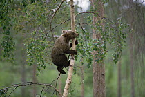 Brown Bear (Ursus arctos) cub climbing tree, Bavarian Forest National Park, Germany