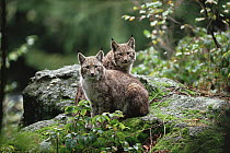 Eurasian Lynx (Lynx lynx) pair, Europe