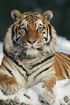 Siberian Tiger (Panthera tigris altaica) in snow, Siberian Tiger Park, Harbin, China
