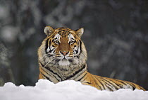 Siberian Tiger (Panthera tigris altaica) resting in snow, Siberian Tiger Park, Harbin, China