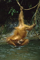Orangutan (Pongo pygmaeus) bathing in river while hanging upside-down from vine, Gunung Leuser National Park, Sumatra, Indonesia