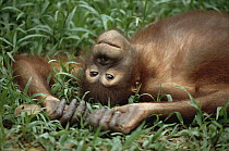 Orangutan (Pongo pygmaeus) laying in grass with head tilted back, Borneo