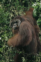 Orangutan (Pongo pygmaeus) old male hanging in tree, Tanjung Puting National Park, Borneo