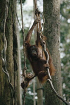 Orangutan (Pongo pygmaeus) mother with baby, Tanjung Puting National Park, Borneo