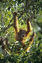 Orangutan (Pongo pygmaeus) juvenile swinging in tree, Tanjung Puting National Park, Borneo