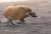 Bush Pig (Potamochoerus porcus) running, Africa