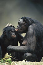 Bonobo (Pan paniscus) mother and baby interacting, native to Africa