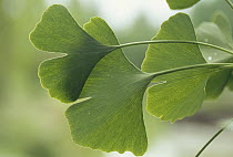 Ginkgo (Ginkgo biloba) close up of leaves, medicinal plant, Germany