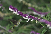 Calliope Hummingbird (Stellula calliope) feeding at flowers, California