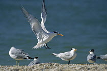 Elegant Tern (Thalasseus elegans) landing on beach among other terns, Florida