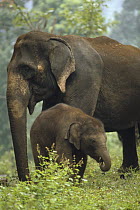 Asian Elephant (Elephas maximus) mother and calf, India