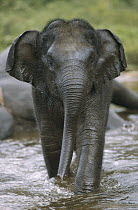 Asian Elephant (Elephas maximus) calf, India