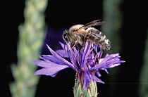 Honey Bee (Apis mellifera) on flower, Germany