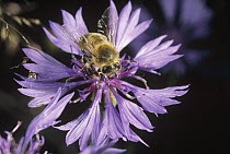 Honey Bee (Apis mellifera) collecting pollen on purple flower, Germany