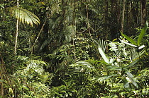 Rainforest interior dominated by palms, Irian Jaya, New Guinea, Indonesia