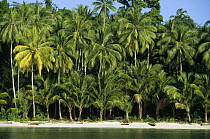Palm trees growing along white sand beach, Insumbabi Island, northwest Irian Jaya, Indonesia