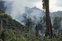Tropical rainforest being cleared for slash and burn agriculture, Irian Jaya, Indonesia