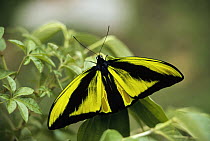 Goliath Birdwing (Ornithoptera goliath samson) butterfly male, rare species, Irian Jaya, Indonesia