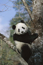 Giant Panda (Ailuropoda melanoleuca) in tree, Wolong Valley, Himalaya, China