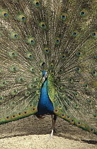 Indian Peafowl (Pavo cristatus) male in courtship display, native to India and southeast Asia