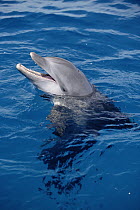 Bottlenose Dolphin (Tursiops truncatus) with head above water and mouth open