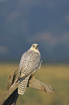 Gyrfalcon (Falco rusticolus) female, North America