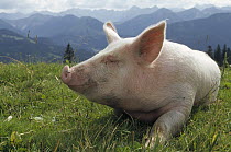 Domestic Pig (Sus scrofa domesticus) on green grass, Germany