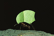 Leafcutter Ant (Atta sp) carrying leaf segment, Honduras