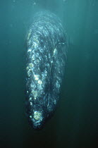 Gray Whale (Eschrichtius robustus) portrait, Pacific Ocean