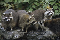 Raccoon (Procyon lotor) group, North America
