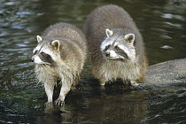 Raccoon (Procyon lotor) pair at water's edge, North America