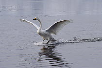 Whooper Swan (Cygnus cygnus) landing on lake, Japan