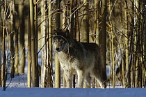 Timber Wolf (Canis lupus) camouflaged amid birch forest, North America