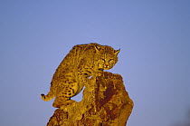 Bobcat (Lynx rufus) balancing on rock, North America