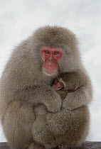 Japanese Macaque (Macaca fuscata) mother holding baby, Japanese Alps, Japan