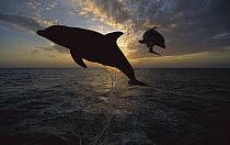 Bottlenose Dolphin (Tursiops truncatus) pair leaping, Caribbean