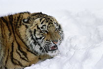 Siberian Tiger (Panthera tigris altaica) growling in snow, Siberian Tiger Park, Harbin, China
