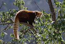 Lesser Panda (Ailurus fulgens) climbing in tree, China