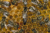 Honey Bee (Apis mellifera) colony and queen on honeycomb, North America
