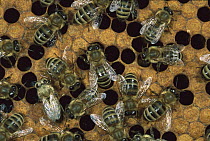 Honey Bee (Apis mellifera) workers on honeycomb