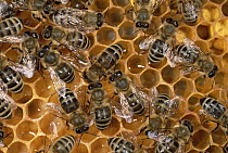Honey Bee (Apis mellifera) colony on honeycomb, North America