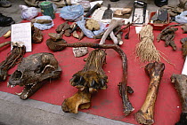 Tiger (Panthera tigris) paw and penis as a potency remedy, market in Chengdu, China