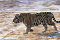 Siberian Tiger (Panthera tigris altaica) running