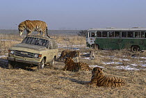 Siberian Tiger (Panthera tigris altaica) group with tourist vehicles, Siberian Tiger Park, Harbin, China