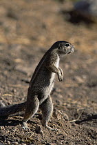 Cape Ground Squirrel (Xerus inauris) standing up, Namibia