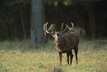 Red Deer (Cervus elaphus) male calling during rut, Europe