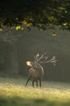 Red Deer (Cervus elaphus) male calling during rut, Europe