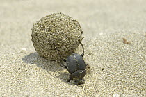 Dung Beetle (Scarabaeus pius) rolling a dung ball, Africa